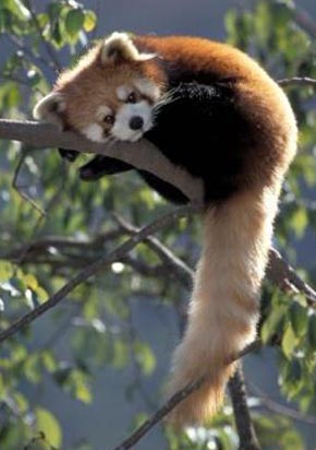 panda3 imagem panda3 Conheça o Panda Vermelho Simbolo do Logo do Firefox